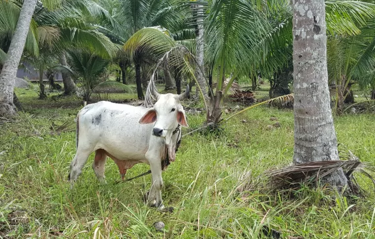 3-Day Cycling to the Tip of Borneo